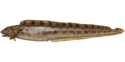 Viviparous eelpout