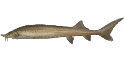 East Siberian Sturgeon
